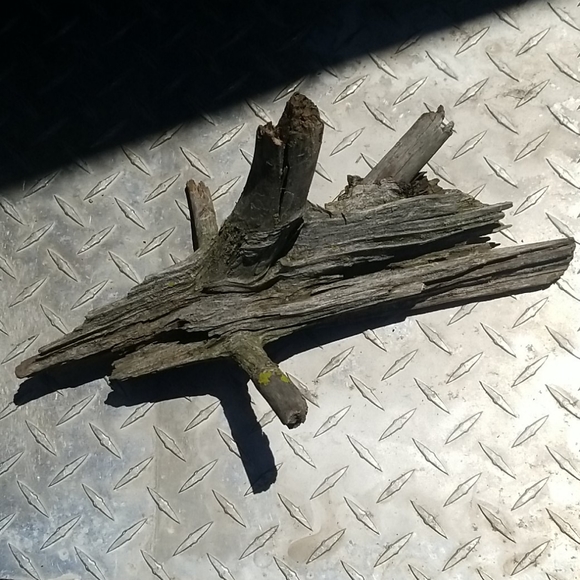 Drift Wood - Picture 5 of 5